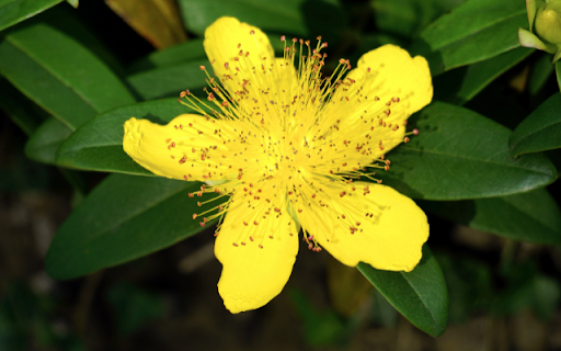 Hypericum calycinum – A Burst of Sunshine and Resilience  from Chrome web store to be run with OffiDocs Chromium online