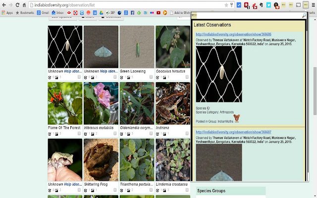 IBP Observation Browser  from Chrome web store to be run with OffiDocs Chromium online