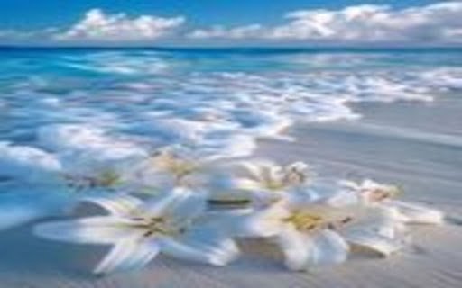 Image of sea turtle swimming in water  from Chrome web store to be run with OffiDocs Chromium online