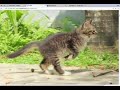 Image zoom and drag  from Chrome web store to be run with OffiDocs Chromium online