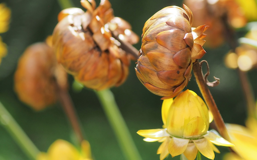 immortal flowers  from Chrome web store to be run with OffiDocs Chromium online