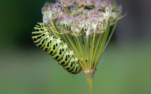 Inchworm on a flower branch  from Chrome web store to be run with OffiDocs Chromium online
