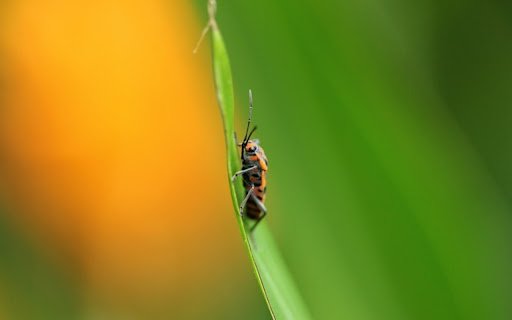 INSECT THEME  from Chrome web store to be run with OffiDocs Chromium online