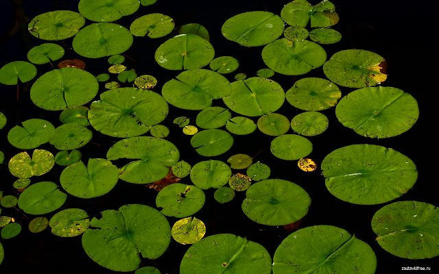 У Pond із веб-магазину Chrome для запуску за допомогою OffiDocs Chromium онлайн