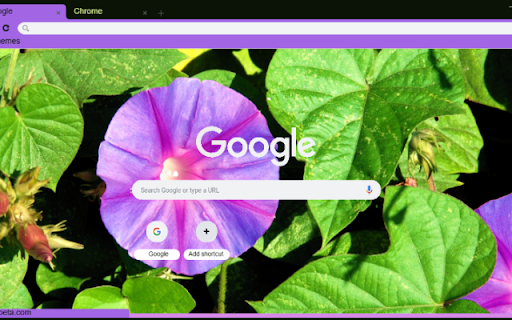 Ipomoea  from Chrome web store to be run with OffiDocs Chromium online