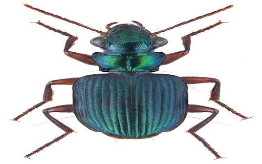 iridescent colored bug wallpaper  from Chrome web store to be run with OffiDocs Chromium online