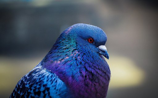 Iridescent Pigeon Portrait  from Chrome web store to be run with OffiDocs Chromium online