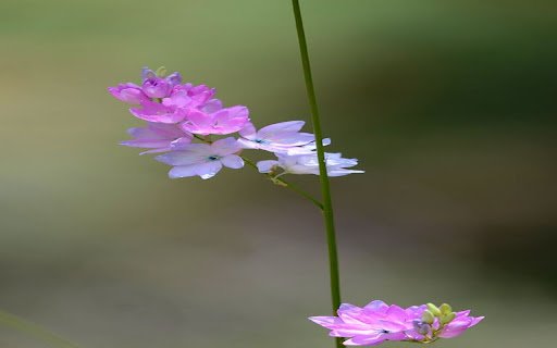 iris flower wallpaper  from Chrome web store to be run with OffiDocs Chromium online