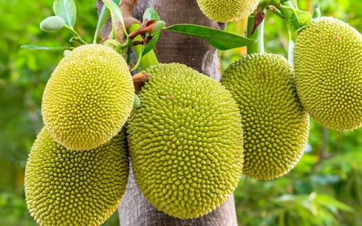 Jackfruit Tree  from Chrome web store to be run with OffiDocs Chromium online