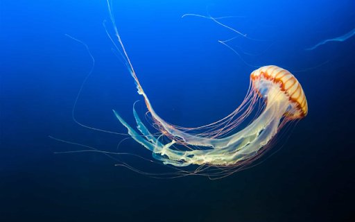 Jellyfish  from Chrome web store to be run with OffiDocs Chromium online