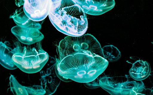 Jellyfish meduse underwater  from Chrome web store to be run with OffiDocs Chromium online