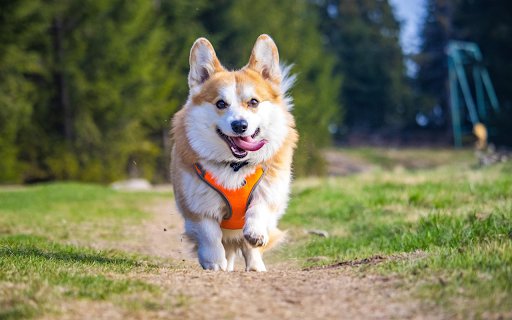 Joyful Corgi Run  from Chrome web store to be run with OffiDocs Chromium online