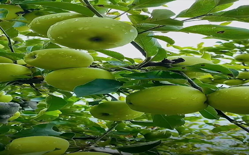 Juicy green apple wallpaper  from Chrome web store to be run with OffiDocs Chromium online