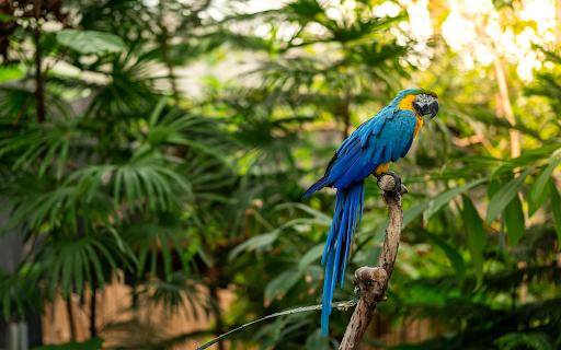 Jungle Serenity  from Chrome web store to be run with OffiDocs Chromium online