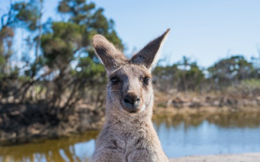 Kangaroo  from Chrome web store to be run with OffiDocs Chromium online