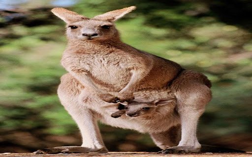 kangaroo wallpaper  from Chrome web store to be run with OffiDocs Chromium online