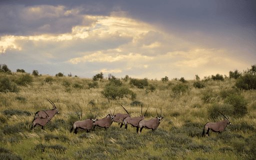Kgalagadi Transfrontier  from Chrome web store to be run with OffiDocs Chromium online