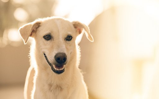 Kind faced dog from Chrome web store to be run with OffiDocs Chromium online Kind faced dog from Chrome web store to be run with OffiDocs Chromium online