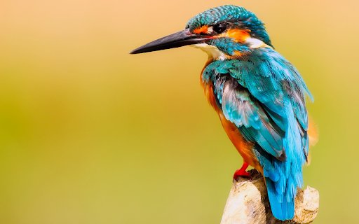 Kingfisher bird close up  from Chrome web store to be run with OffiDocs Chromium online