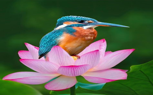 Kingfisher on lotus flower wallpaper  from Chrome web store to be run with OffiDocs Chromium online