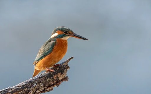 KINGFISHER Theme  from Chrome web store to be run with OffiDocs Chromium online