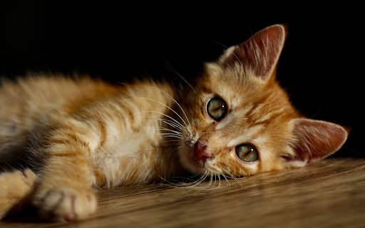 Kitten  from Chrome web store to be run with OffiDocs Chromium online