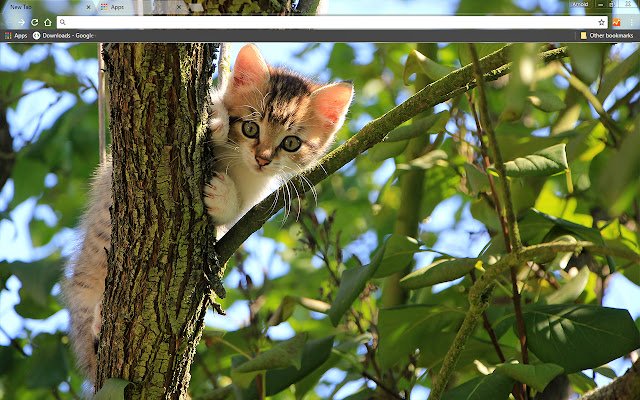 Kitten In A Tree uit de Chrome-webwinkel om te worden uitgevoerd met OffiDocs Chromium online