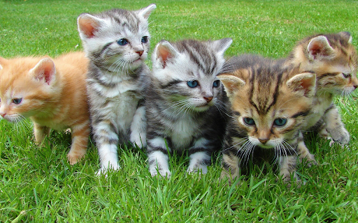 Kittens basking in the sun  from Chrome web store to be run with OffiDocs Chromium online