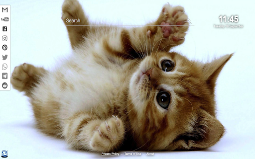 Kittens  Cats Wallpapers  from Chrome web store to be run with OffiDocs Chromium online