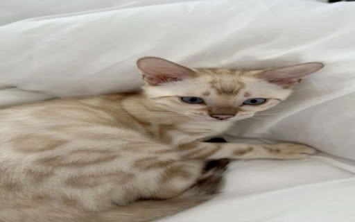 kitten wallpaper with soft, silky fur  from Chrome web store to be run with OffiDocs Chromium online