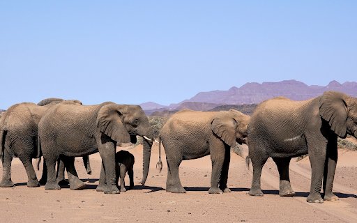 Knitting elephants in the desert  from Chrome web store to be run with OffiDocs Chromium online