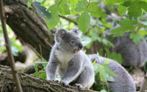 Koala da Chrome Web Store será executado com o OffiDocs Chromium online