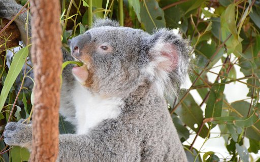 Koala Eating Young Leaves  from Chrome web store to be run with OffiDocs Chromium online