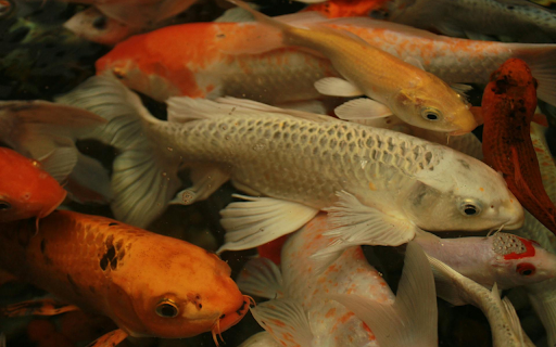 Koi Fish  from Chrome web store to be run with OffiDocs Chromium online