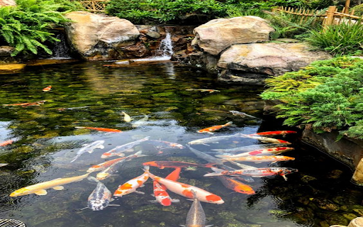 Koi fish pond wallpaper  from Chrome web store to be run with OffiDocs Chromium online Koi fish pond wallpaper  from Chrome web store to be run with OffiDocs Chromium online