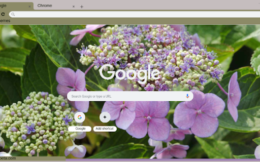 Lacecap Hydrangea  from Chrome web store to be run with OffiDocs Chromium online