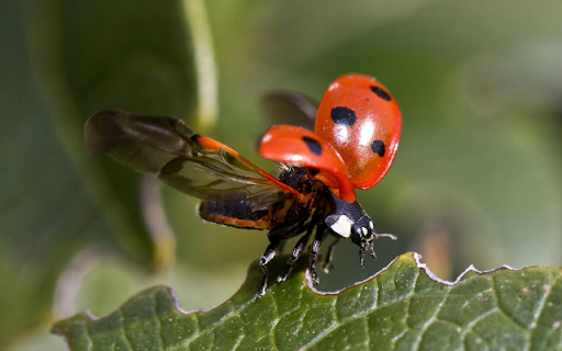 Ladybug  from Chrome web store to be run with OffiDocs Chromium online