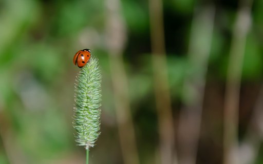 Ladybug on Grass Flower from Chrome web store to be run with OffiDocs Chromium online Ladybug on Grass Flower from Chrome web store to be run with OffiDocs Chromium online