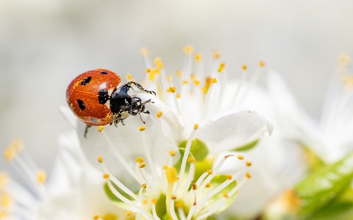 Ladybugs eat pollen  from Chrome web store to be run with OffiDocs Chromium online