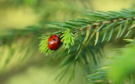 LADYBUG Theme  from Chrome web store to be run with OffiDocs Chromium online