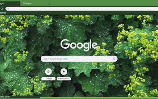 Lady’s Mantle  from Chrome web store to be run with OffiDocs Chromium online