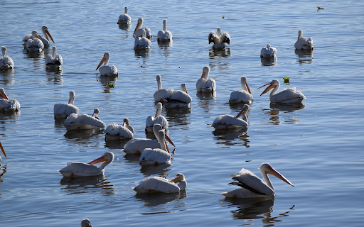 Lake and Birds  from Chrome web store to be run with OffiDocs Chromium online Lake and Birds  from Chrome web store to be run with OffiDocs Chromium online