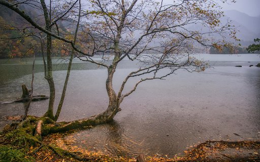 lake and shadowy trees from Chrome web store to be run with OffiDocs Chromium online lake and shadowy trees from Chrome web store to be run with OffiDocs Chromium online