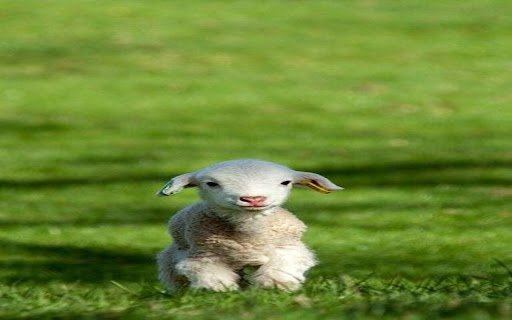 lamb wallpaper  from Chrome web store to be run with OffiDocs Chromium online