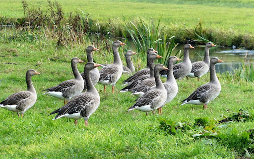 Large flock of geese on the grass field  from Chrome web store to be run with OffiDocs Chromium online