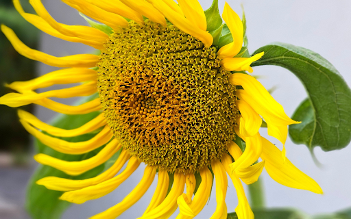 Large Flower  from Chrome web store to be run with OffiDocs Chromium online