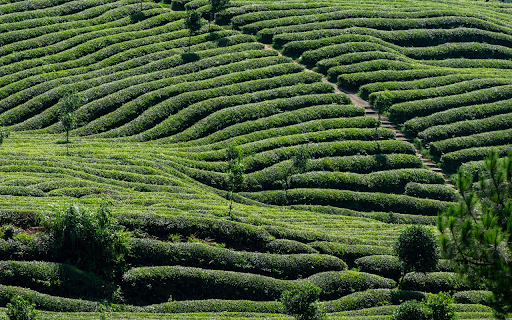Large green tea hills  from Chrome web store to be run with OffiDocs Chromium online