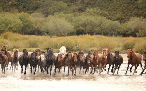 Large Herd of Horses  from Chrome web store to be run with OffiDocs Chromium online