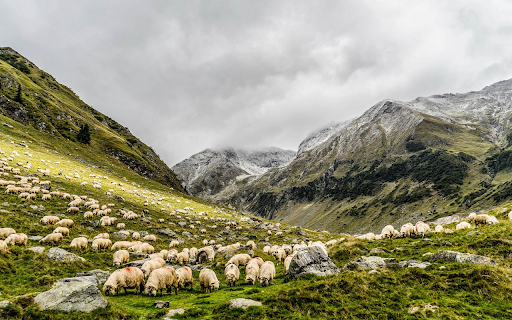 Large herd of sheep  from Chrome web store to be run with OffiDocs Chromium online