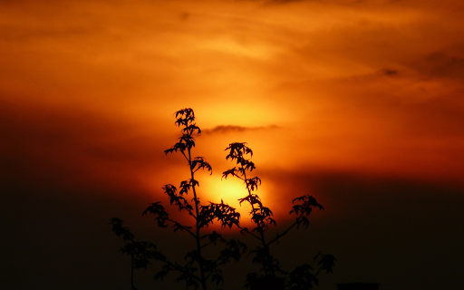 Late afternoon  from Chrome web store to be run with OffiDocs Chromium online